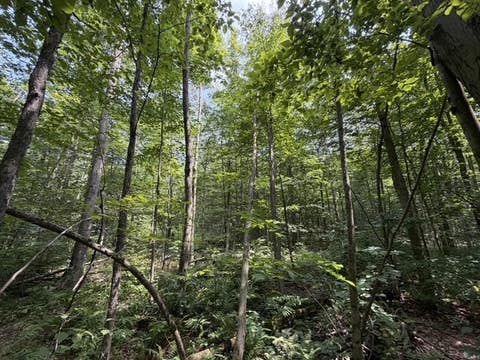 Tiny photo for Busti, NY 14710 (MLS # R1709155)