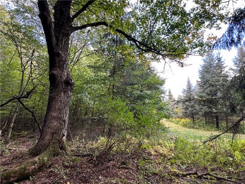 Tiny photo for Lot 7 McAndrews Rd, Alfred, NY 14806 (MLS # R1709373)