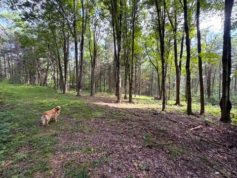Tiny photo for 2 Dutton, Clarksville, NY 14727 (MLS # R1709341)