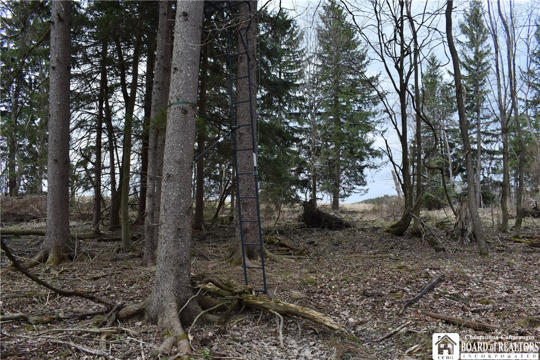 Hammond Hill Road, East Otto, New York image 19