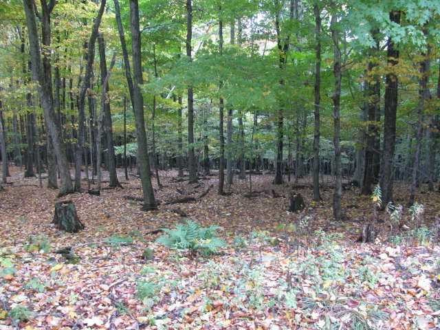 62054 State Route 415, Cohocton, New York image 18