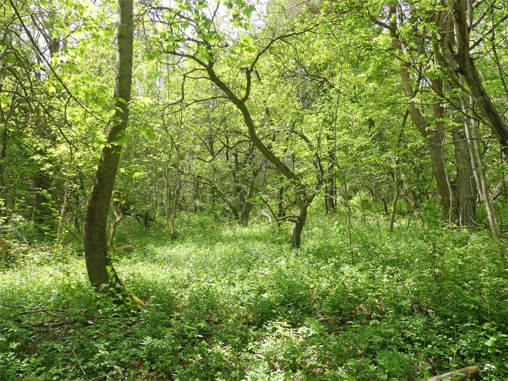 Lot 19 orchard lane