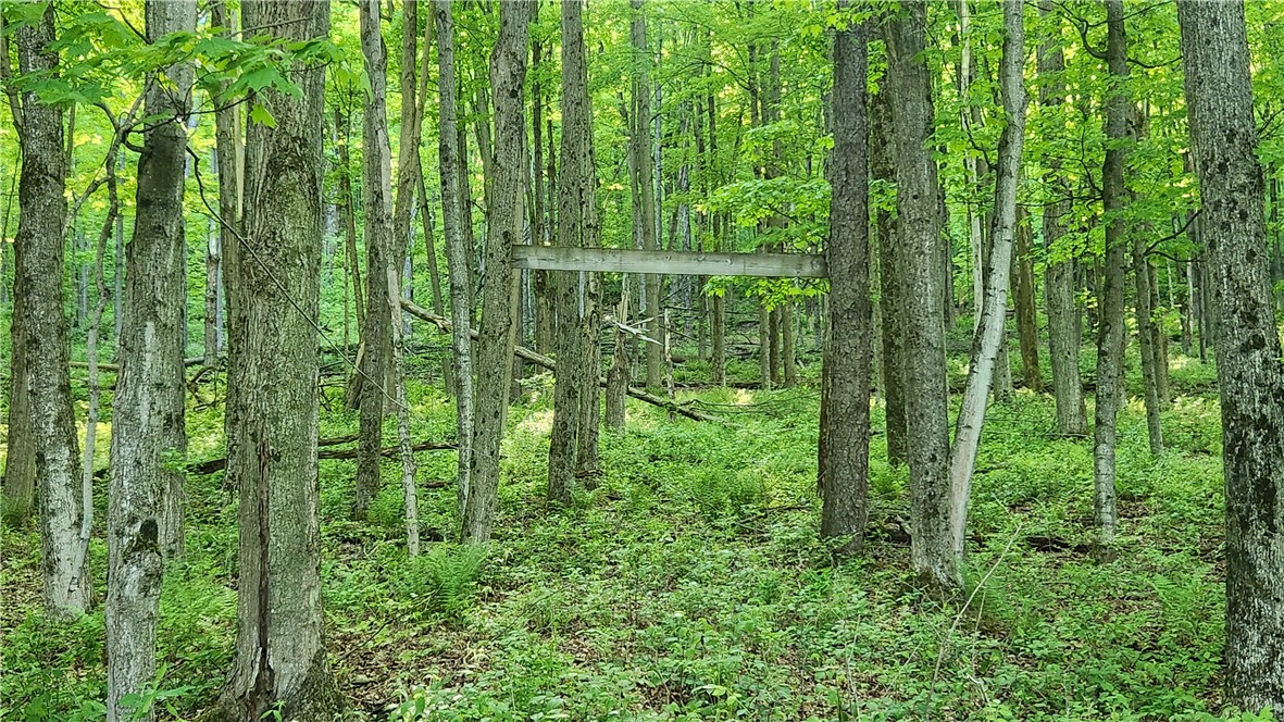 Tabors Corners Road, Springwater, New York image 13
