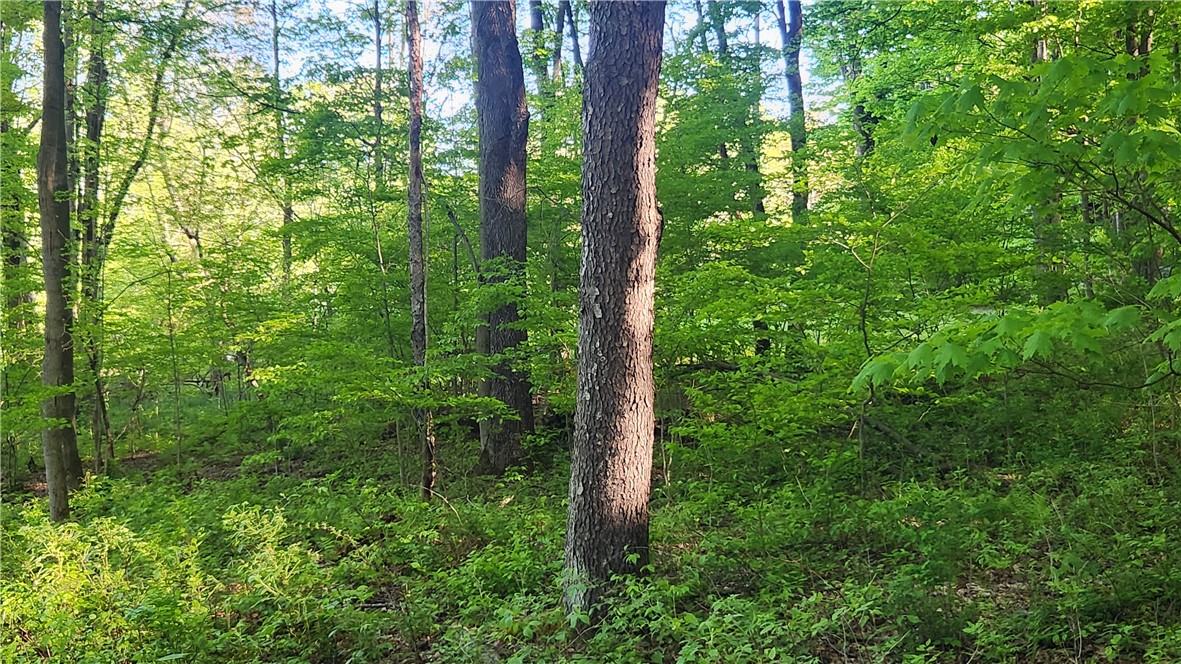 Tabors Corners Road, Springwater, New York image 16