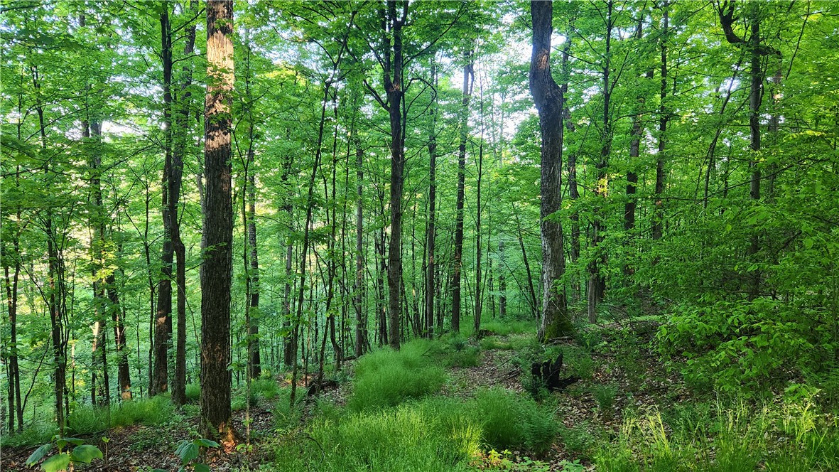 Tabors Corners Road, Springwater, New York image 36