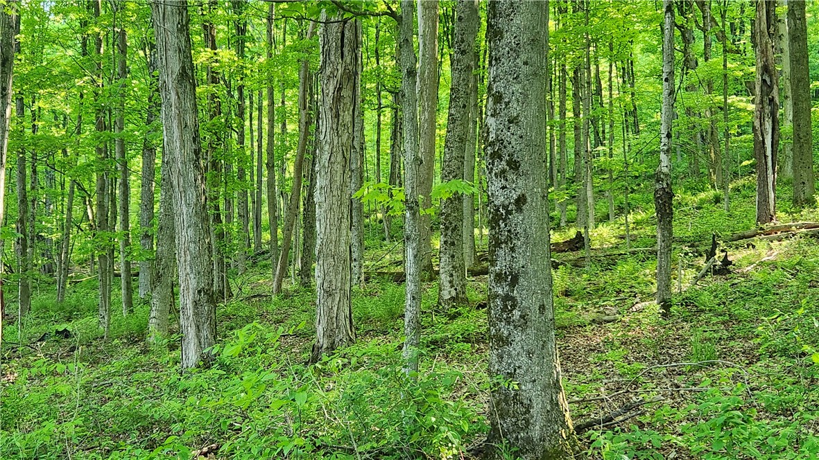 Tabors Corners Road, Springwater, New York image 17