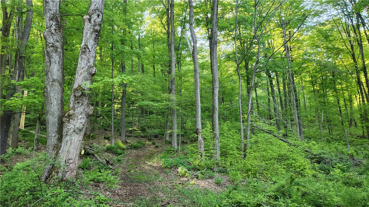 Tabors Corners Road, Springwater, New York image 33