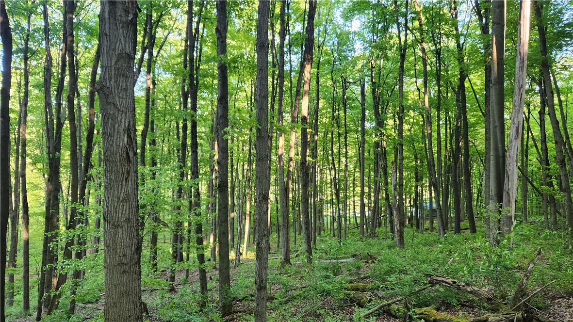Tabors Corners Road, Springwater, New York image 40