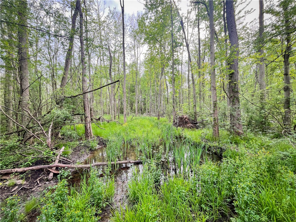 Route 31 & Hogback W, Savannah, New York image 6