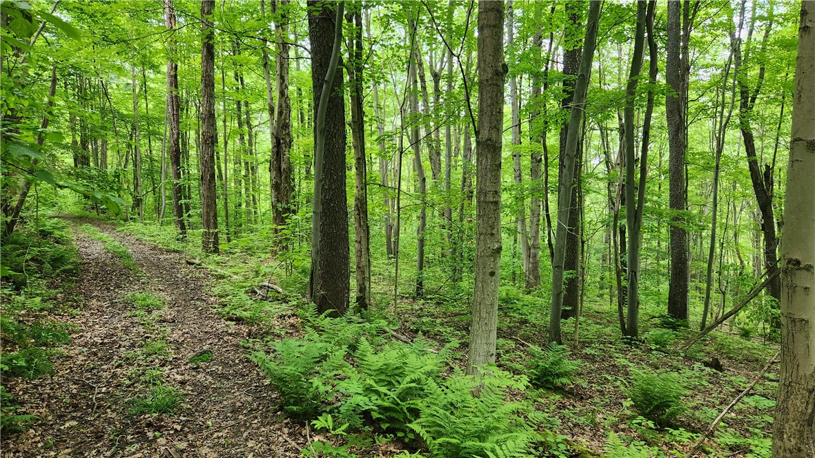 8306 Pardee Hollow Road Rd, Springwater, New York image 10