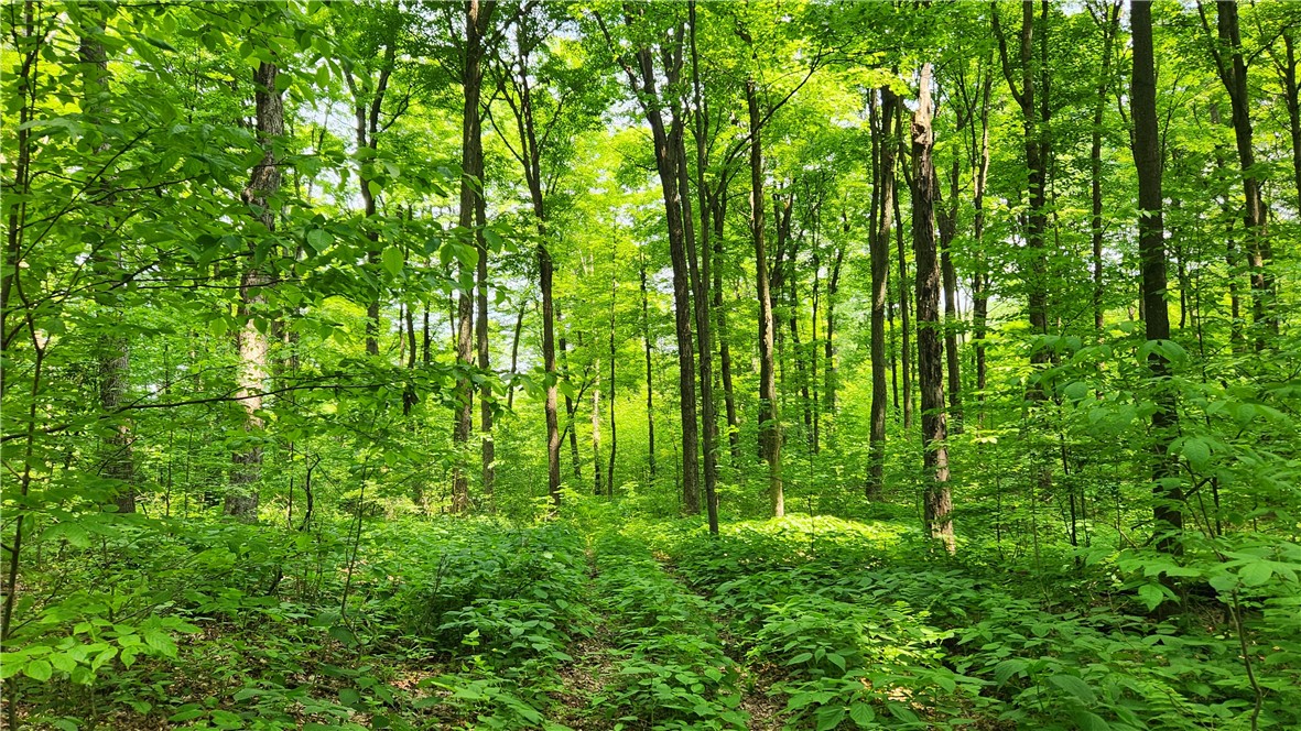 8306 Pardee Hollow Road Rd, Springwater, New York image 19