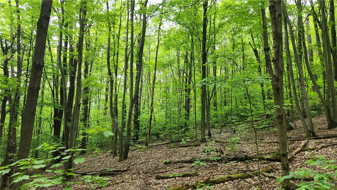 8306 Pardee Hollow Road Rd, Springwater, New York image 27
