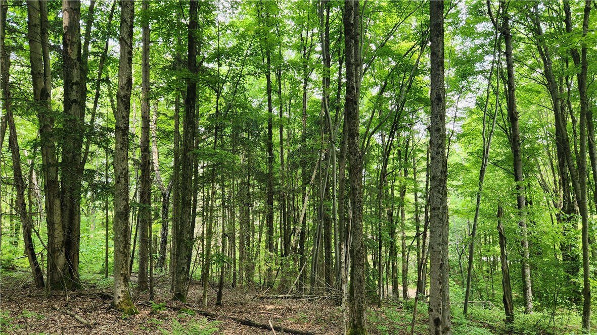 8306 Pardee Hollow Road Rd, Springwater, New York image 12