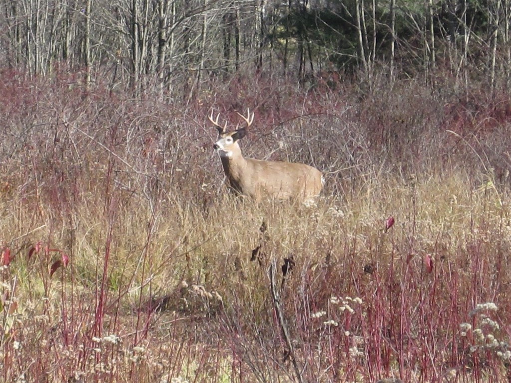 Tyler St. And Cornell Drive, Bainbridge, New York image 7