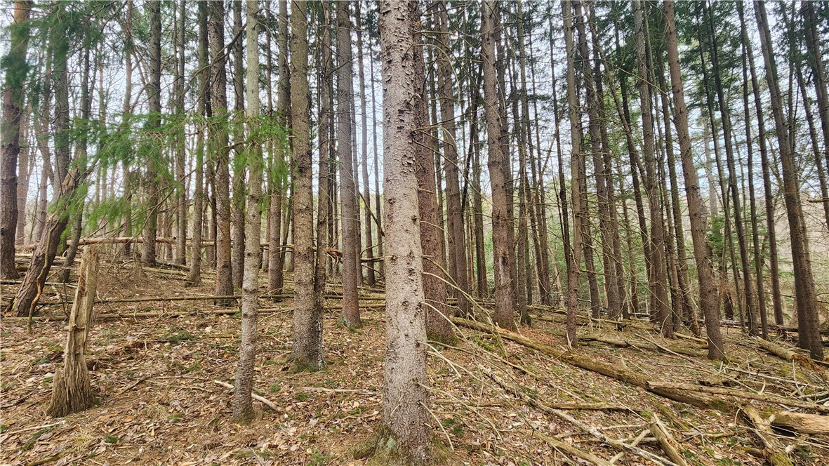 Caton Road, Caton, New York image 3