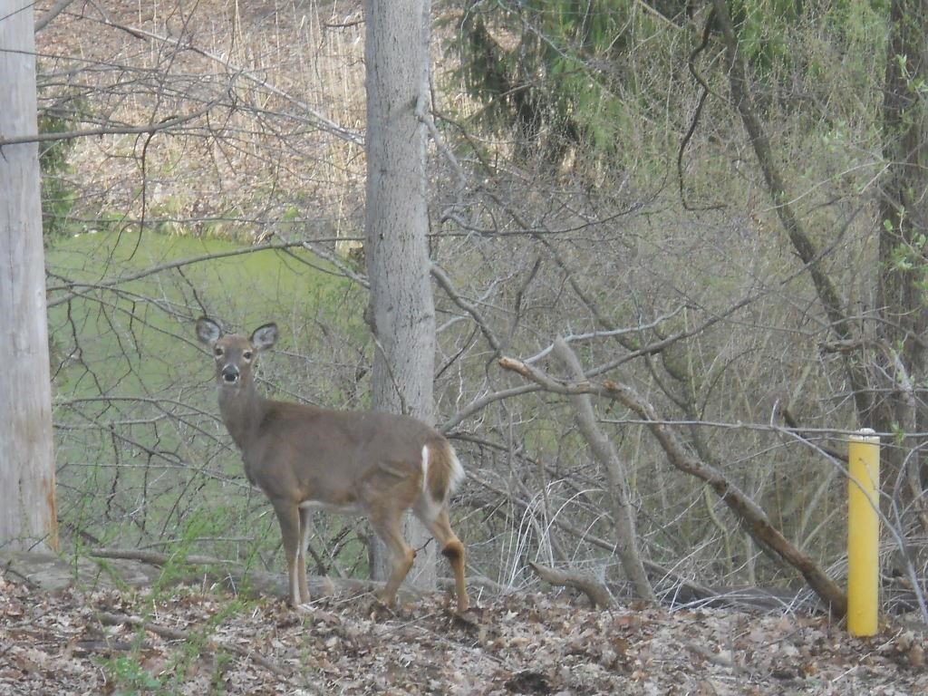 Pinegrove Avenue, Irondequoit, New York image 9