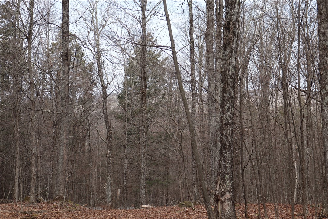 TBD Terrace Drive, Lexington, New York image 16