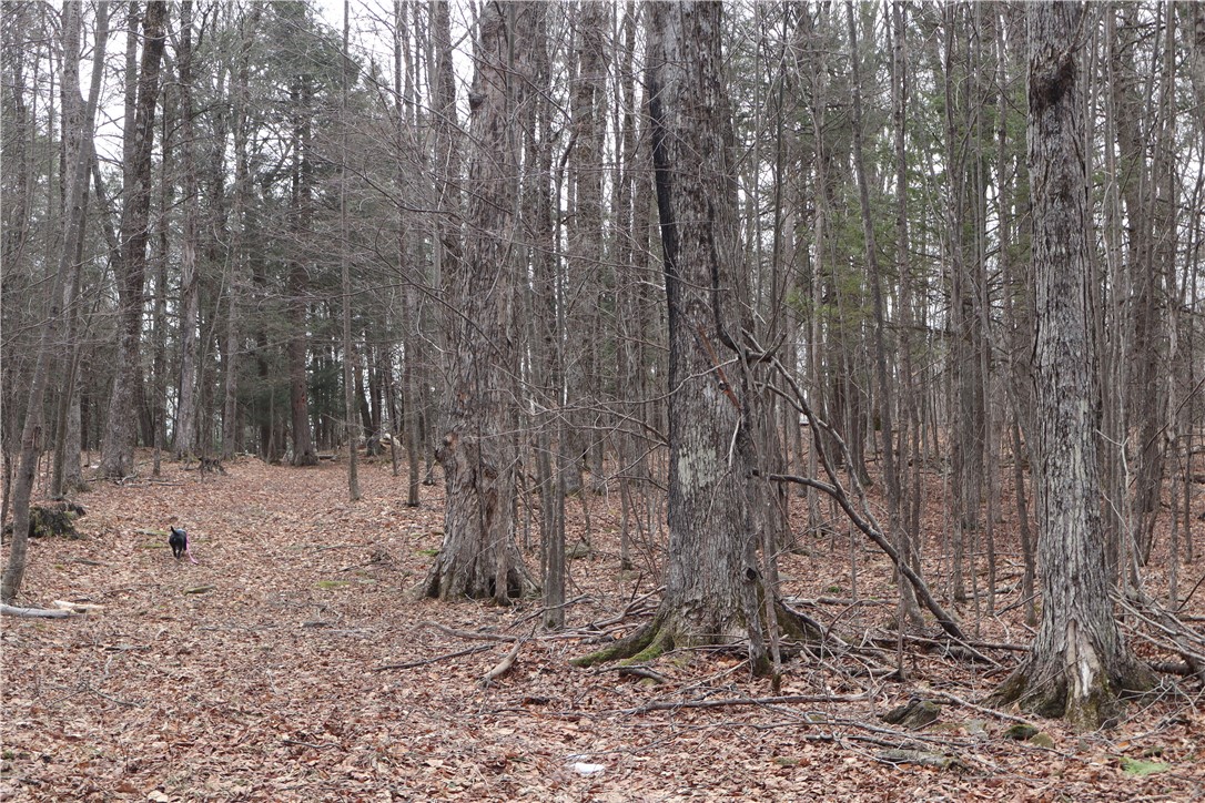 TBD Terrace Drive, Lexington, New York image 18