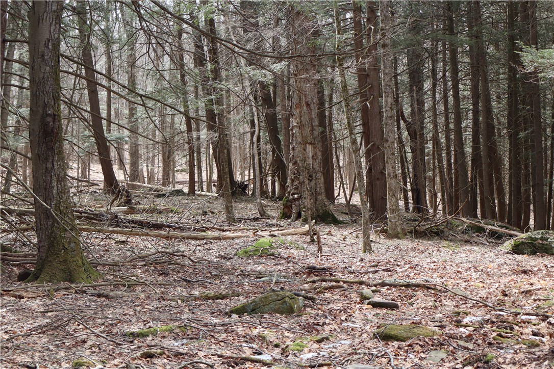 TBD Terrace Drive, Lexington, New York image 4