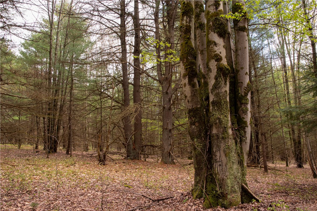 Lang Road, Spencer, New York image 9