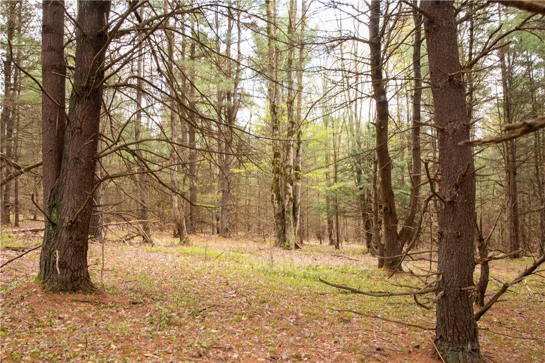 Lang Road, Spencer, New York image 8