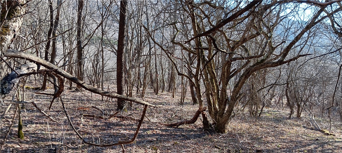 Davis Road, Stamford, New York image 3