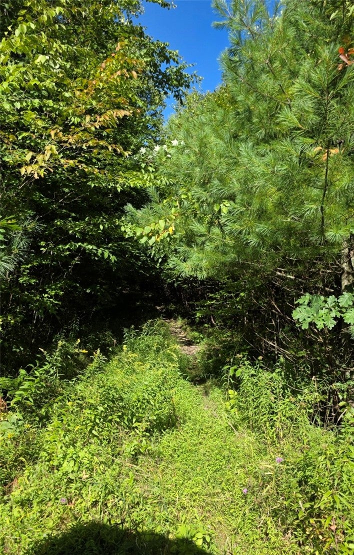 Black Ash Road