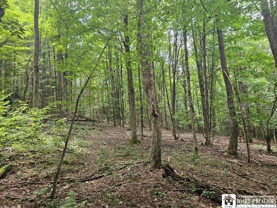 5162 Whig Street, Little Valley, New York image 18