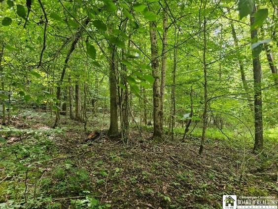 5162 Whig Street, Little Valley, New York image 16