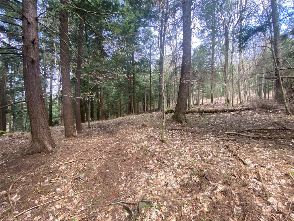 Lot B Piermott Lane, Hartwick, New York image 5