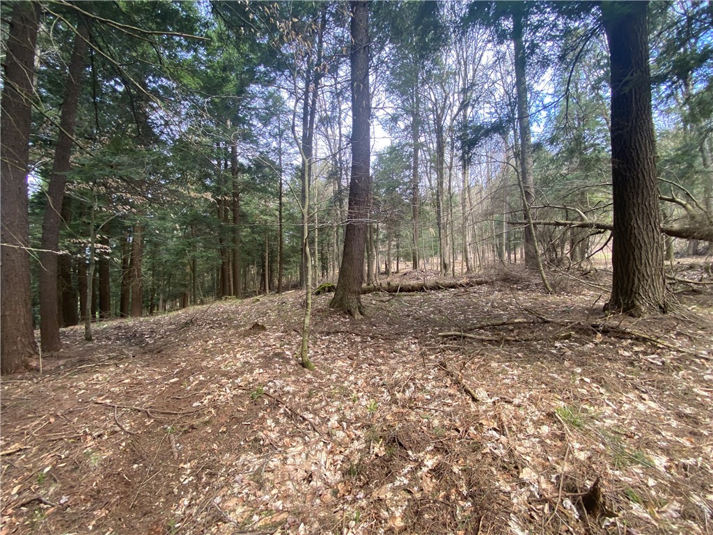 Lot B Piermott Lane, Hartwick, New York image 6