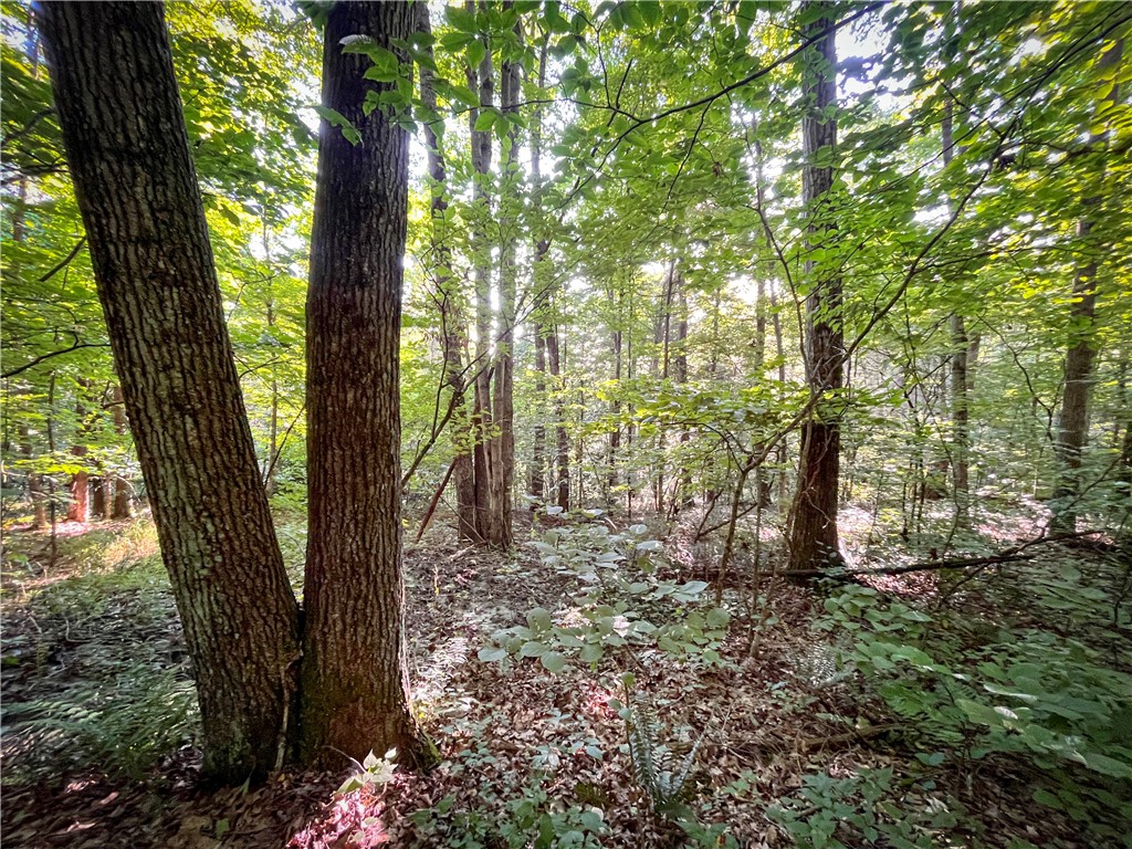Williams Road, Candor, New York image 14