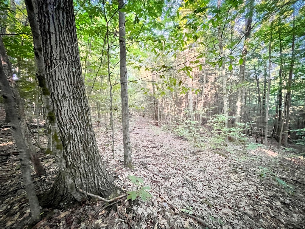 Williams Road, Candor, New York image 21