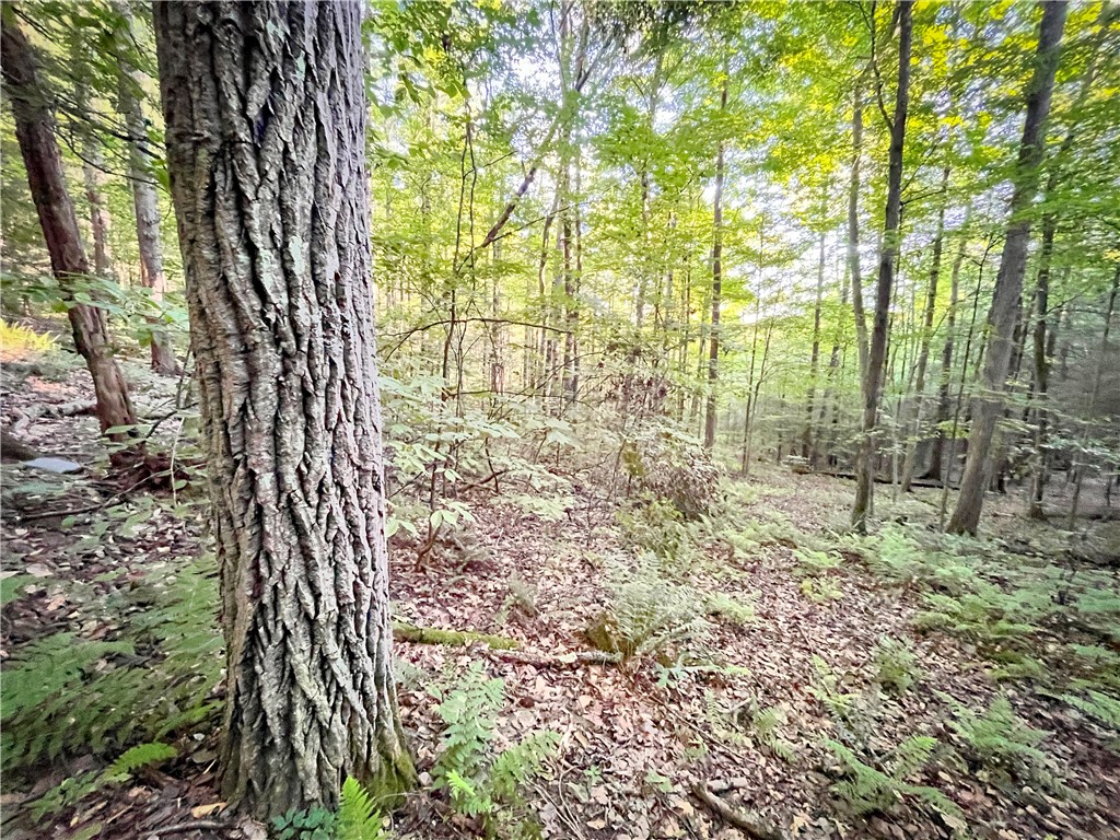 Williams Road, Candor, New York image 25