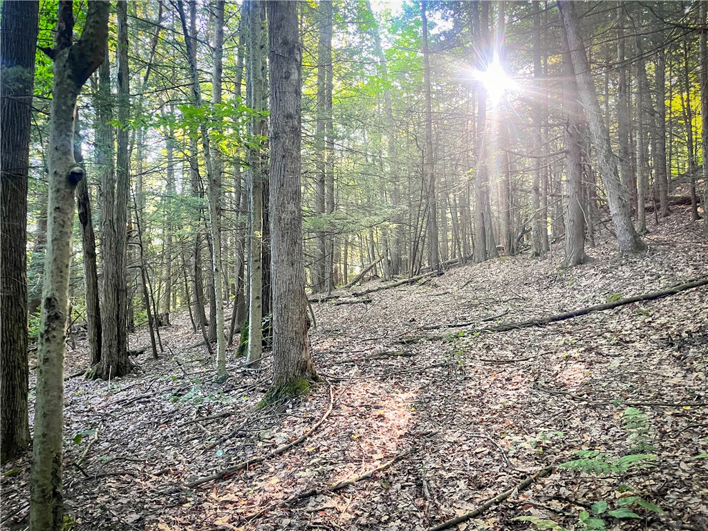 Williams Road, Candor, New York image 27