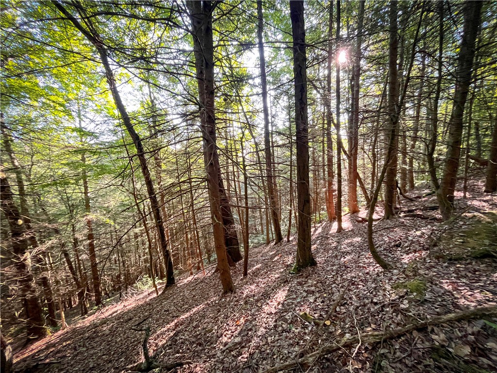 Williams Road, Candor, New York image 28
