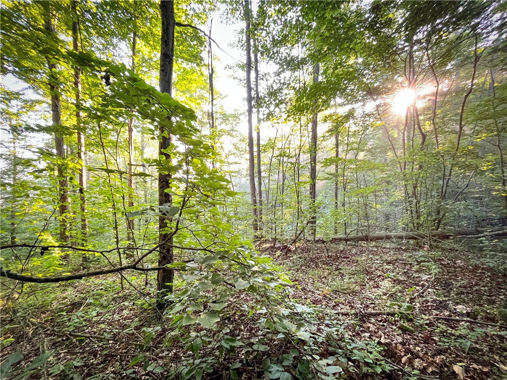 Williams Road, Candor, New York image 11