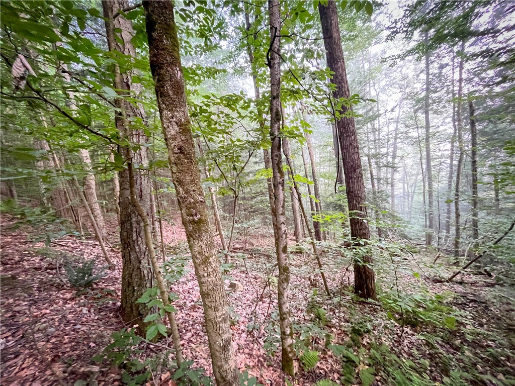 Williams Road, Candor, New York image 4