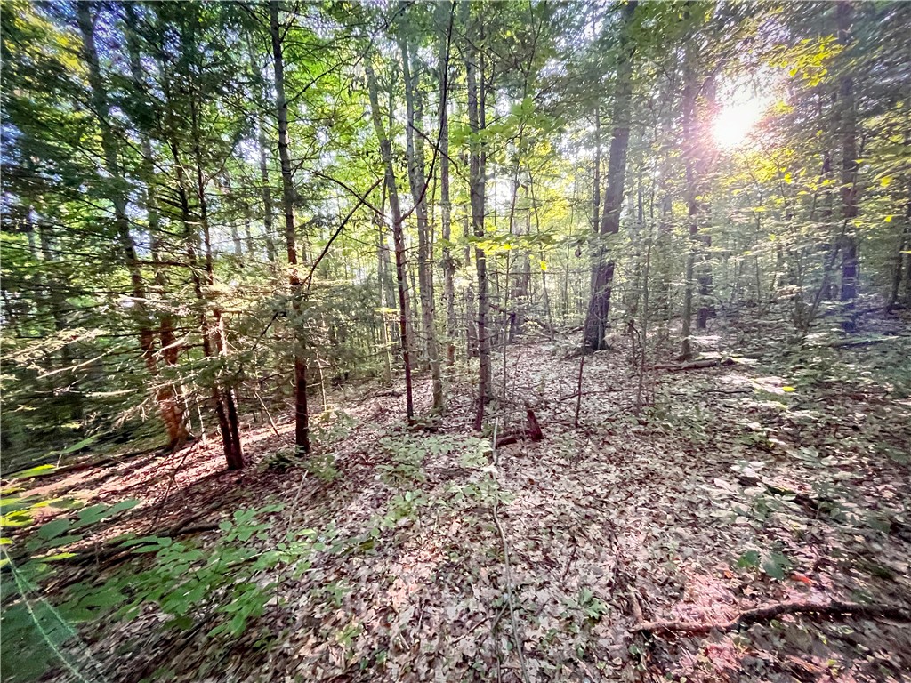 Williams Road, Candor, New York image 19