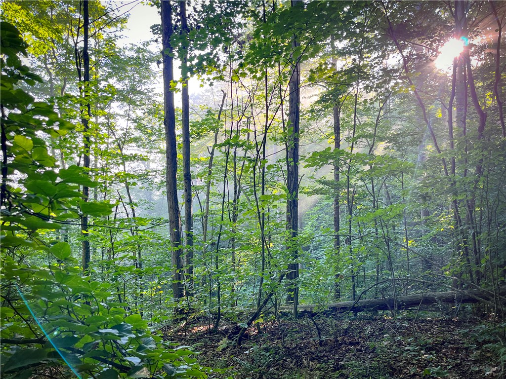 Williams Road, Candor, New York image 12