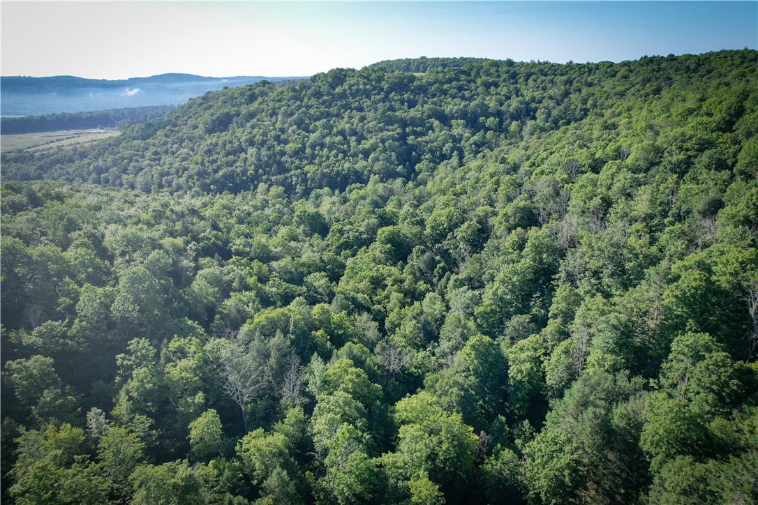 Williams Road, Candor, New York image 23