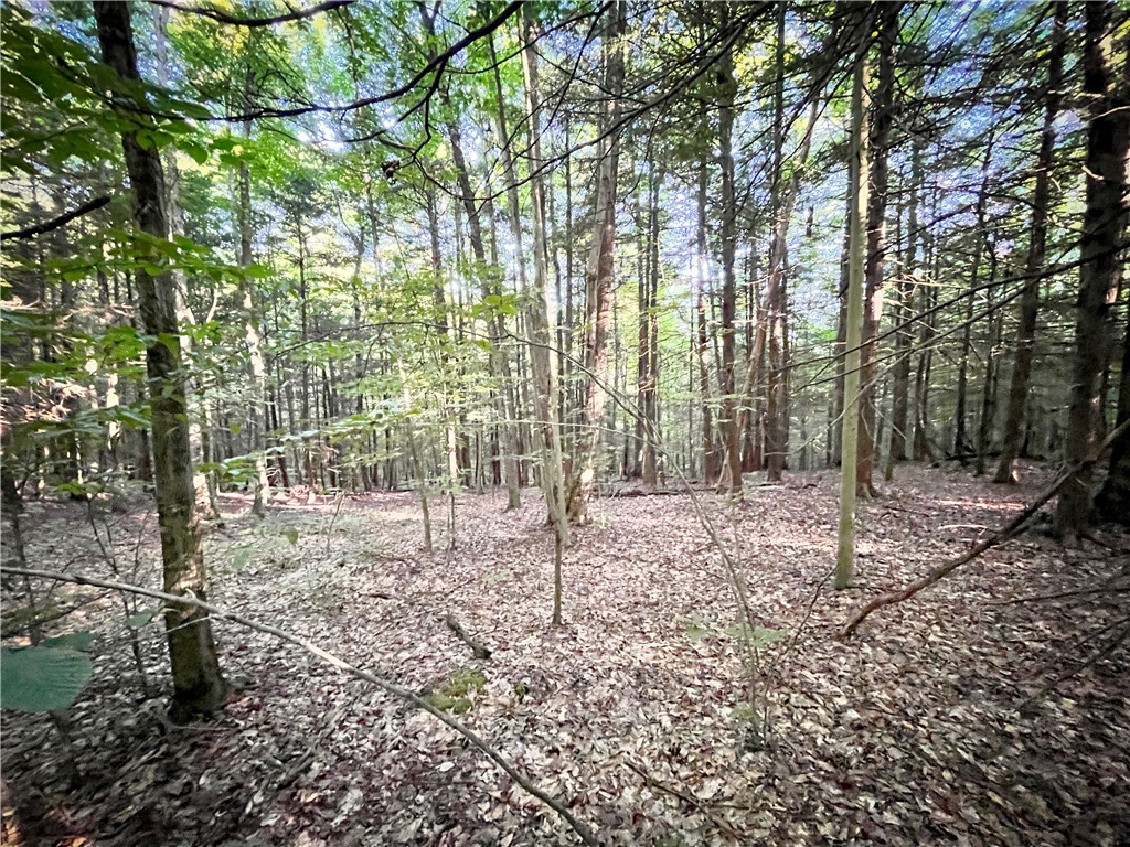 Williams Road, Candor, New York image 22