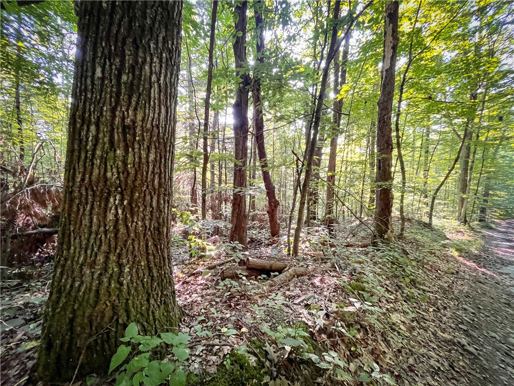Williams Road, Candor, New York image 15