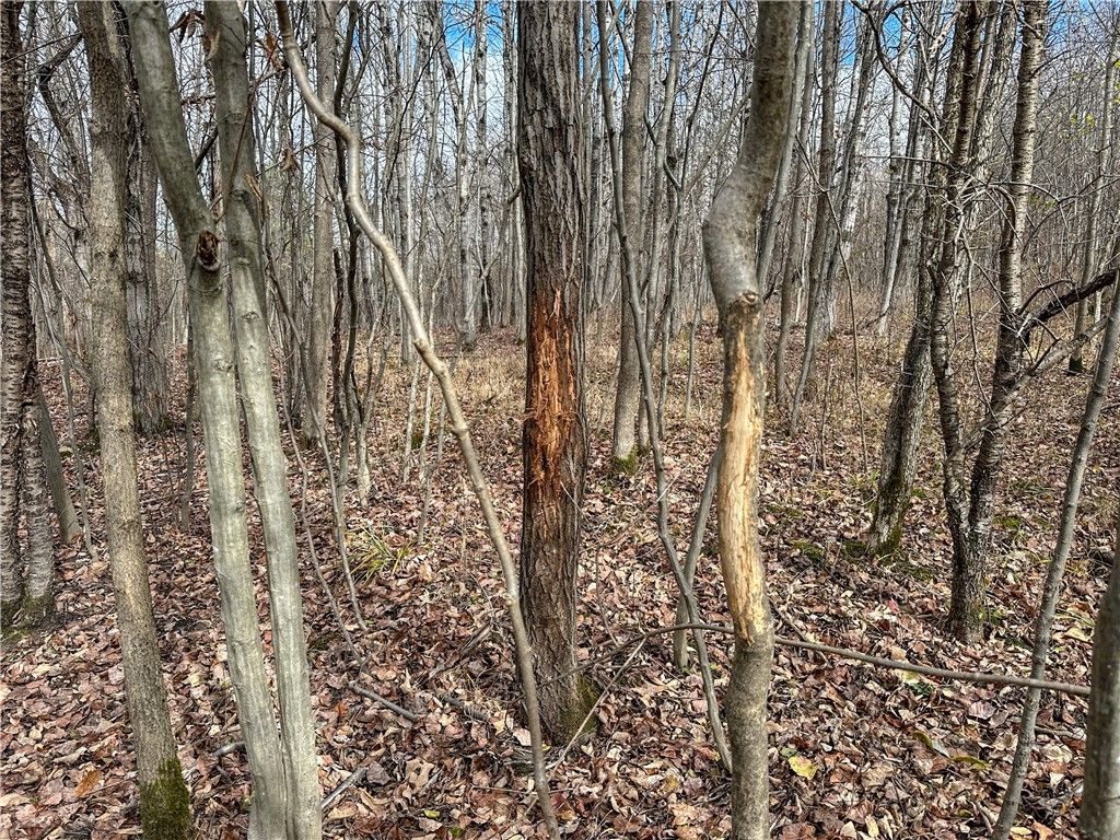 Photo of Trapping Brook Road, Wellsville, NY 14895 (MLS # R1668383)