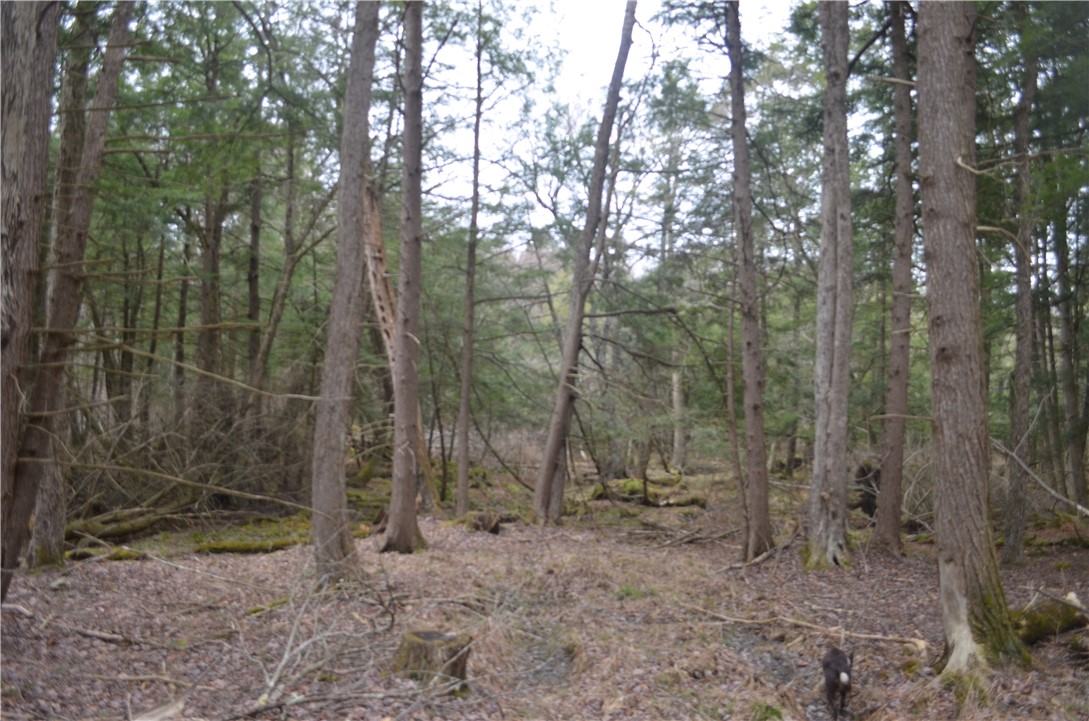 371 Hoben Road, Mc Donough, New York image 43