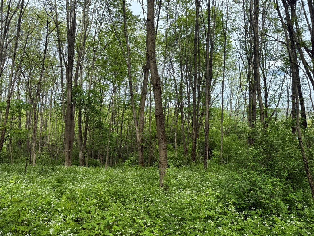 Mapledale Road, Bridgewater, New York image 4