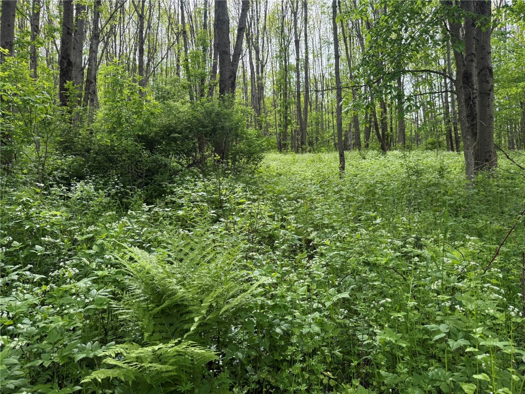 Mapledale Road, Bridgewater, New York image 6