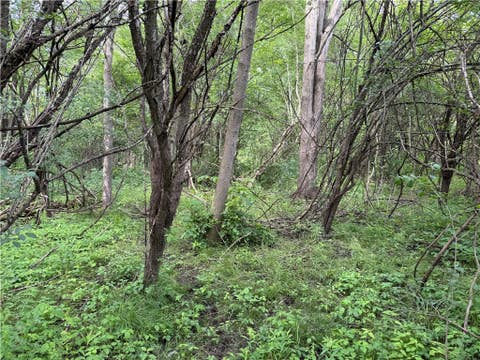 Tiny photo for 0 Shelby Barre Townline Road, Barre, NY 14411 (MLS # R1693734)