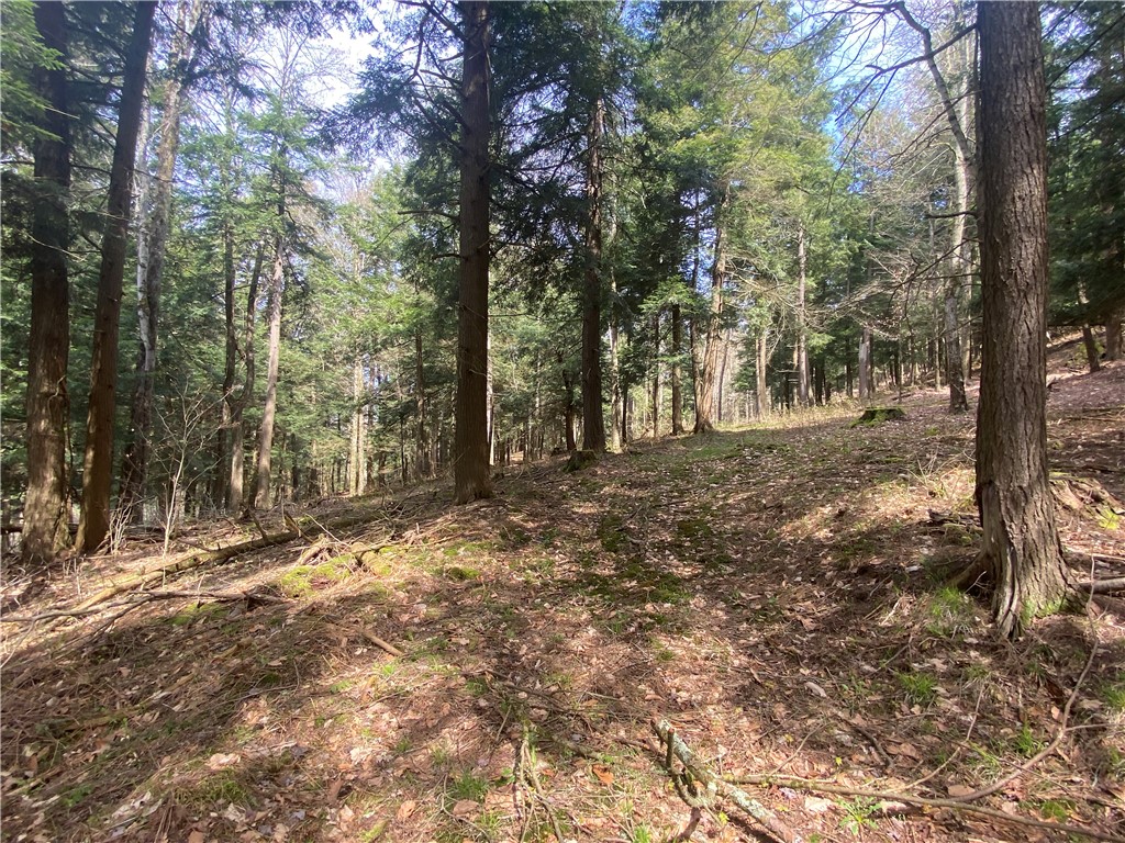 Lot A Piermott Lane, Hartwick, New York image 4