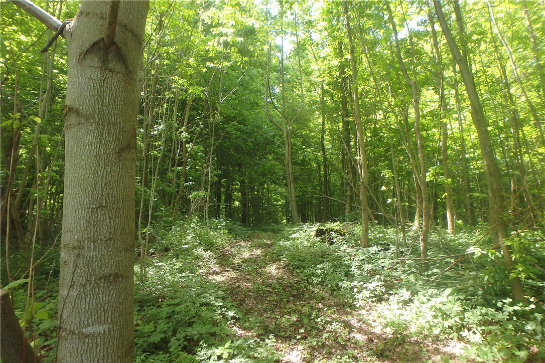 13626 Chapman Corners Road, Wolcott, New York image 23